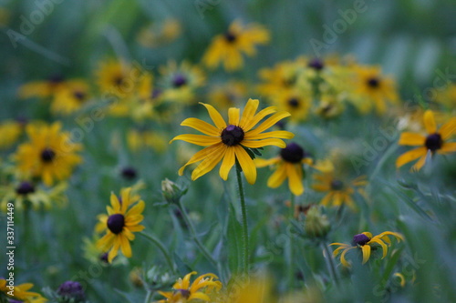 field of yellow flowers © Giovani