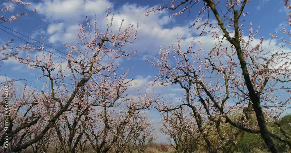orchard of bloomed peach trees in spring orchard of bloomed peach trees in spring