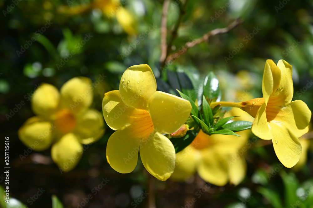 Fototapeta premium Ile aux fleurs tropicales , allamnada