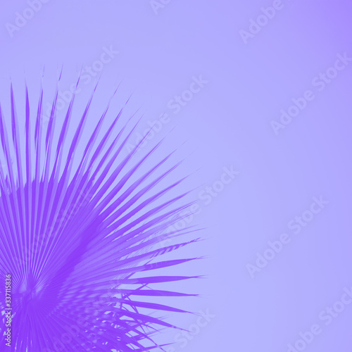 Palm leaves on pale violet background. Minimal concept, copy space