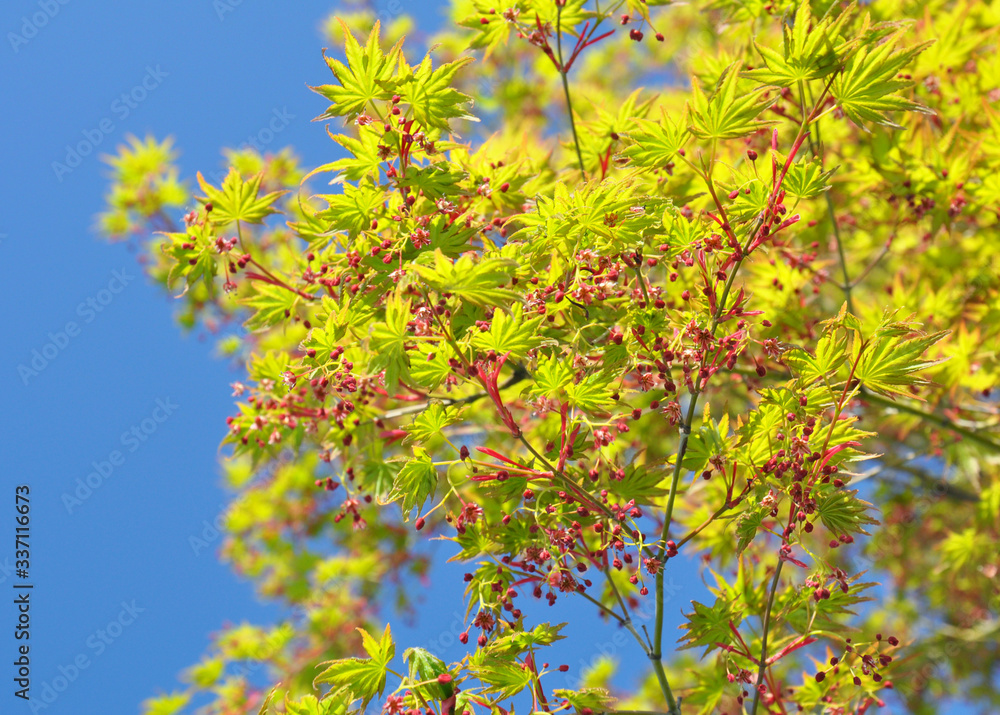 Green fresh young maple leaves on a background of blue sky. Spring green tree. Green fresh young maple leaves on a background of blue sky. Spring green tree.
