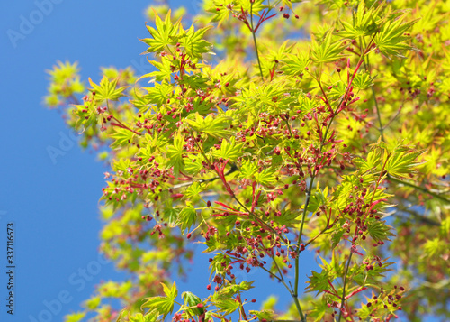 Green fresh young maple leaves on a background of blue sky. Spring green tree.
