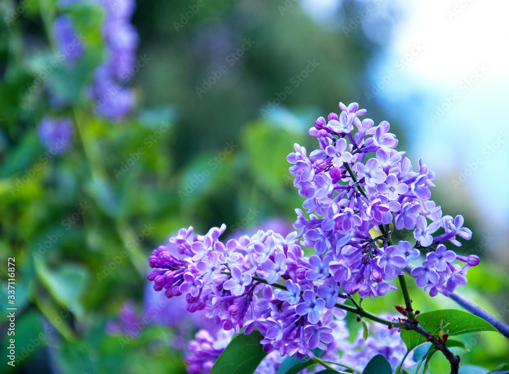 Beautiful branch of lilac on a background of green leaves. Spring lilac flowers. Beautiful branch of lilac on a background of green leaves. Spring lilac flowers.