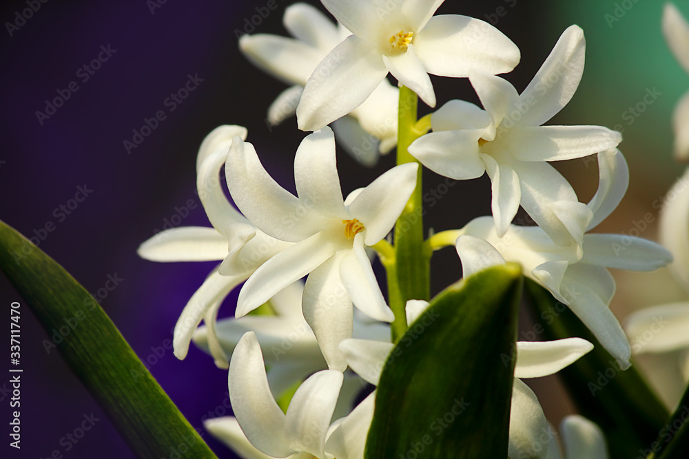 Obraz premium Hyacinthus orientalis flower on an abstract background. White (Carnegie) hyacinth. Hello Spring. Selective focus, close-up.