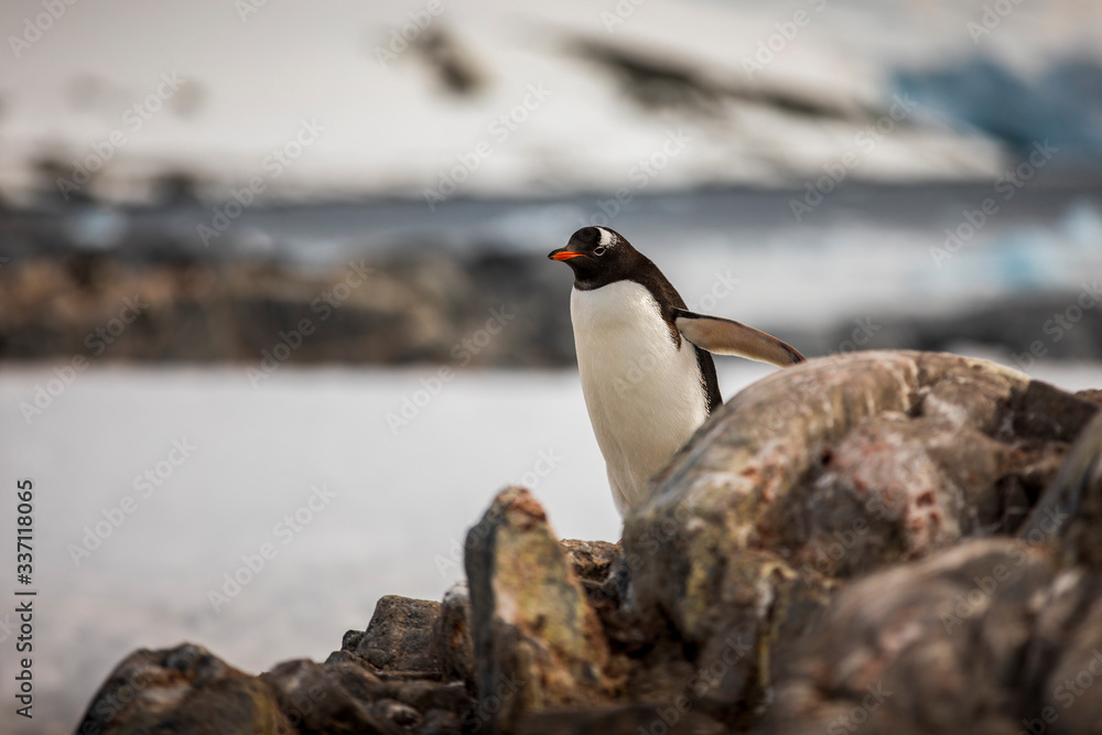 Fototapeta premium A Gentoo Penguin navigates the icy, rocky, extreme terrain near Port Lockroy, in Antarctica.