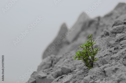 A green leafy plant grows out of rocky dried mud against a blue sky.