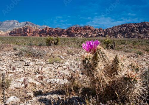 Bright pink hedgehog cactus (Echinocereus engelmannii) blooming with a background of desert and red rock formations.