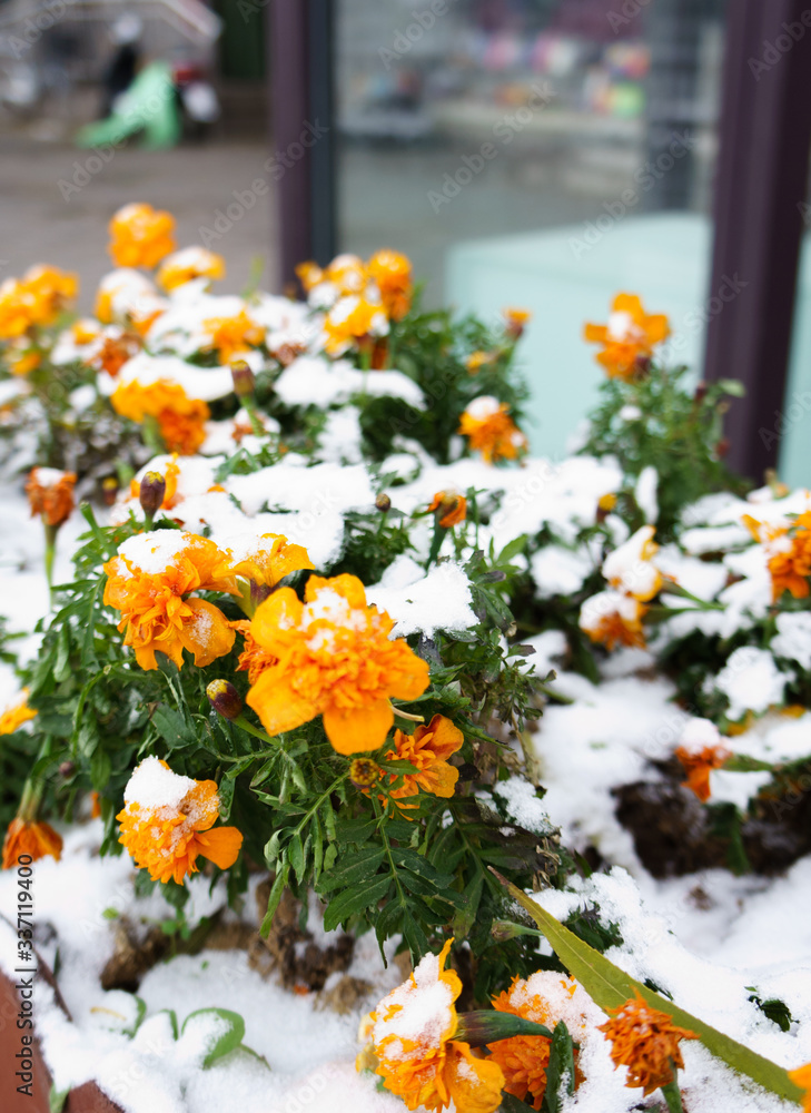 Flower covered in snow Flower covered in snow