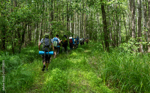 A group of tourists with large backpacks in a dense mixed forest in the middle of Russia in the hot summer.
