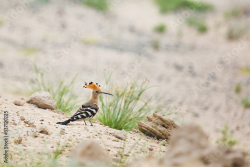 Close up  beautiful bird  African Hoopoe  Upupa epops africana on the ground with erected crest  looking for worms. African Hoopoe on the savanna. low angle view  Pilanesberg  South Africa
