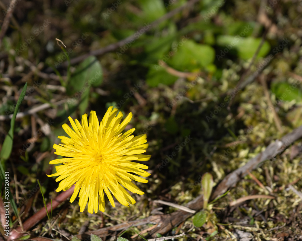 American Yellow Dandelion in bloom American Yellow Dandelion in bloom