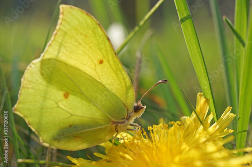 Nahansicht eines Zitronenfalters