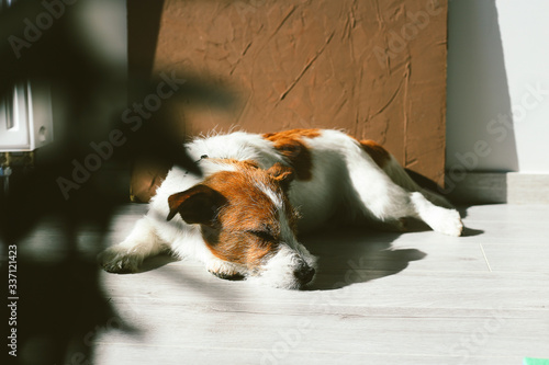 Jack Russell dog laying down on the floor.