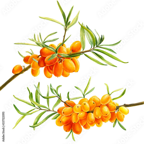 sea-buckthorn branch, orange berries on an isolated white background, watercolor drawing, botanical painting