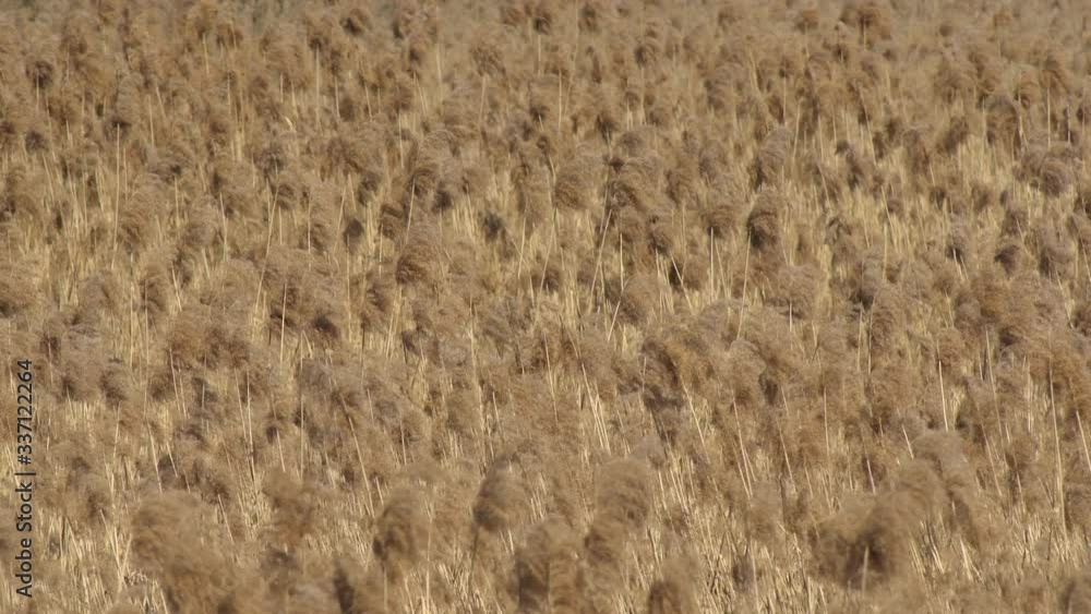 Multiple fluffy reeds of dry reed sway in the wind creating a beautiful background Multiple fluffy reeds of dry reed sway in the wind creating a beautiful background