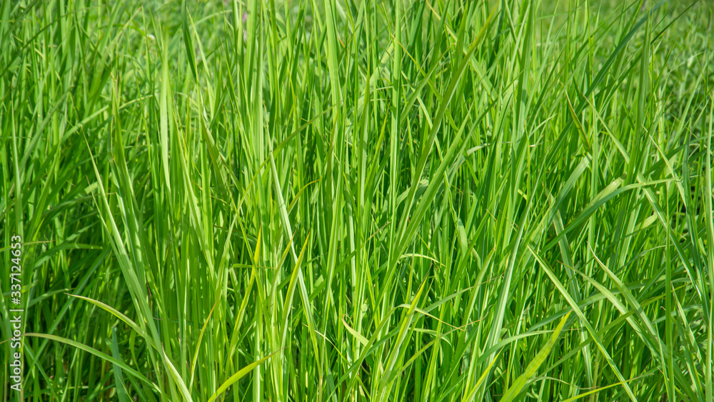 A close-up in a clean and green brushwood A close-up in a clean and green brushwood