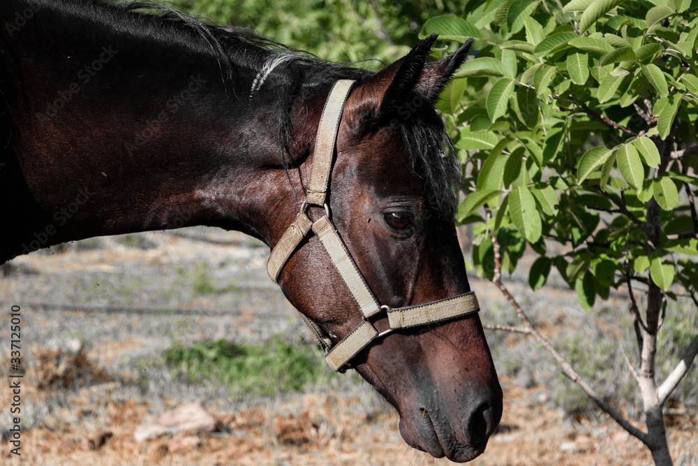 A cute horse portrait in nature A cute horse portrait in nature