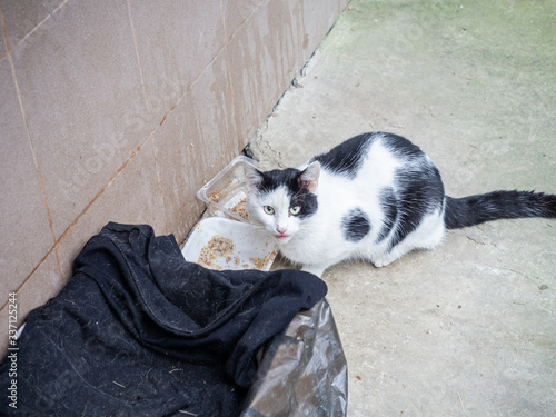 Schilderij op canvas Black and white street cat sits near an impromptu bowl of food next to a box cov