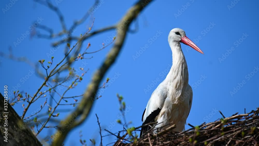 A stork is waiting for the partner in its nest A stork is waiting for the partner in its nest