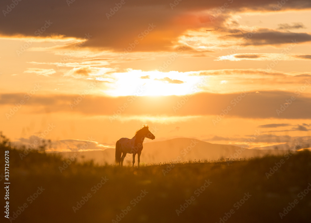 icelandic horse at sunset