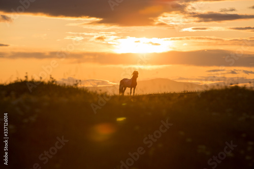 icelandic horse at sunset © Luke