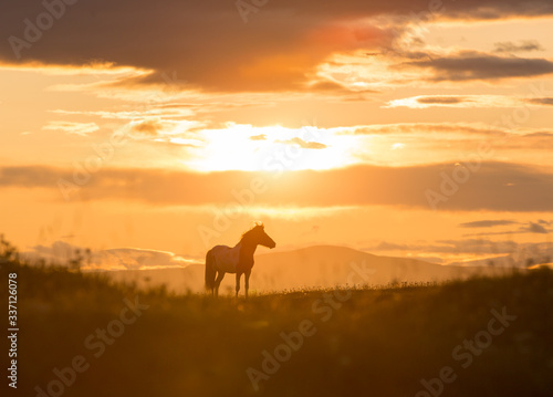 icelandic horse at sunset