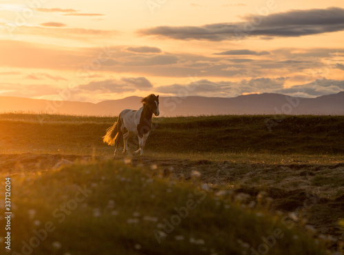 icelandic horse running at sunset