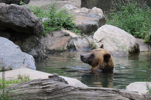 brown bear sitting on the water