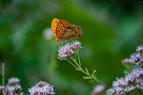 La Garrotxa, Girona, Spain. August/18/2019. 
An orange butterfly perches on a violet flower in a beautiful lush forest in La Garrotxa.