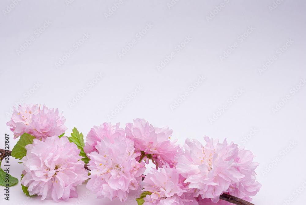 Three-Bladed Almond (Louisiana) Rosenmund pink color