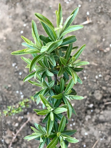 branch of male sea buckthorn in spring