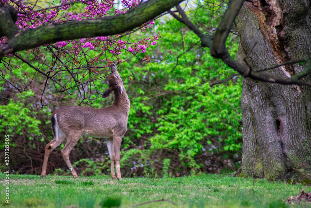 Fototapeta premium A Deer Eating Flowers off a Tree