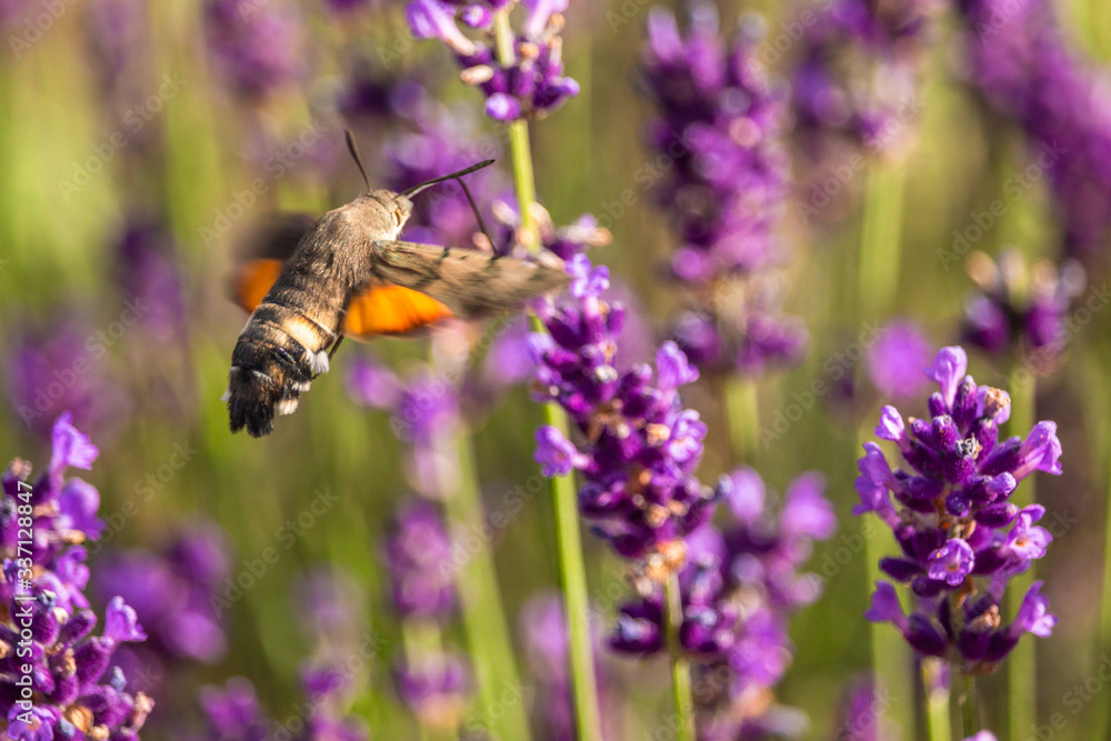 Butterffly and insects in a sunny day Butterffly and insects in a sunny day