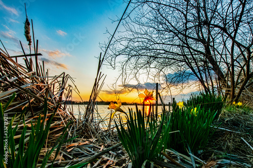 forgotten daffodils in the reeds at sunset