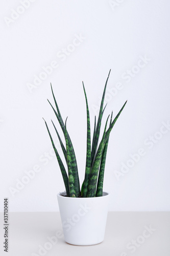 Beautiful snake plant in white pot
