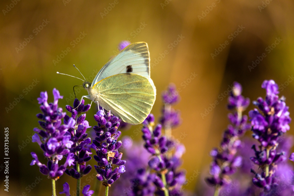 Butterffly and insects in a sunny day Butterffly and insects in a sunny day