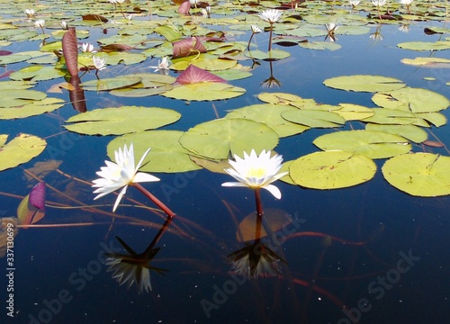 water lilies and lotus