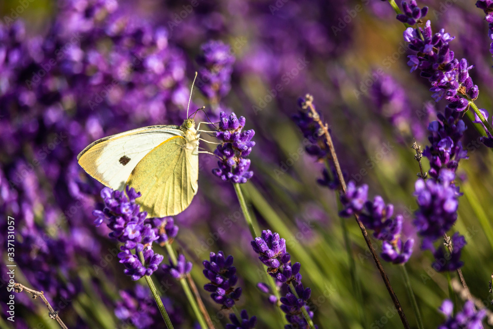 Butterffly and insects in a sunny day Butterffly and insects in a sunny day