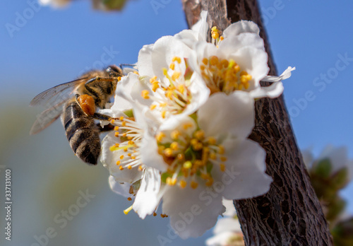 Closeup of a bee sits on a plum blossom and collects honey. Beekeeping as a Business in Ukraine.