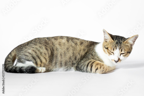 Colored cats and grayish white on a white background