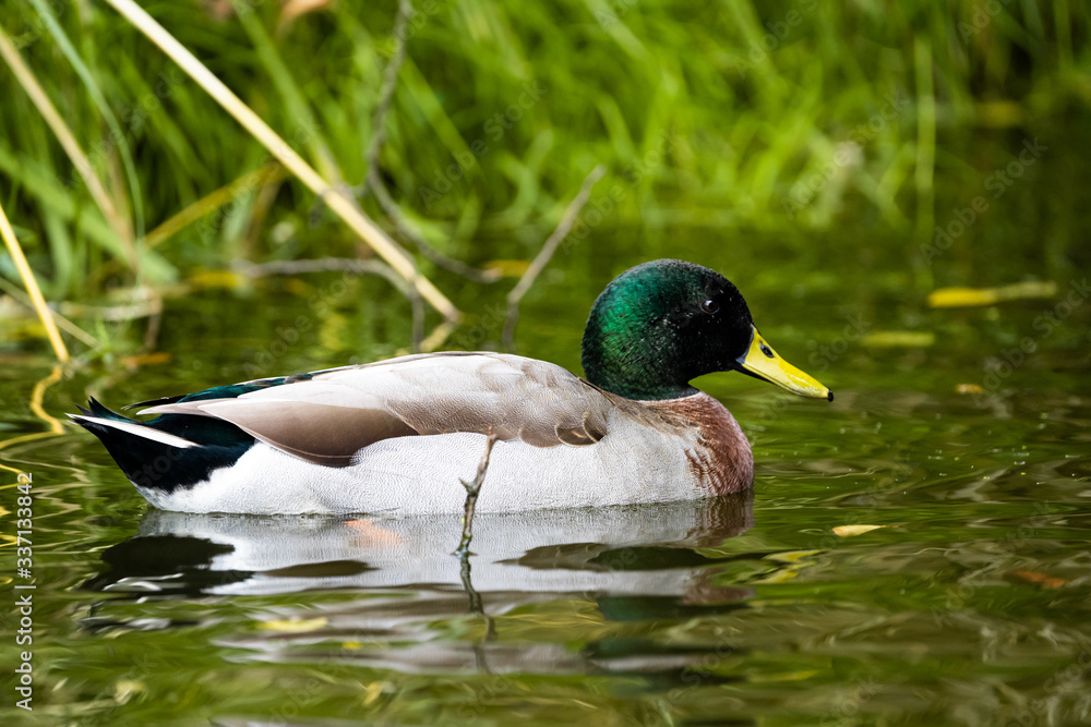 Fototapeta premium duck on the water