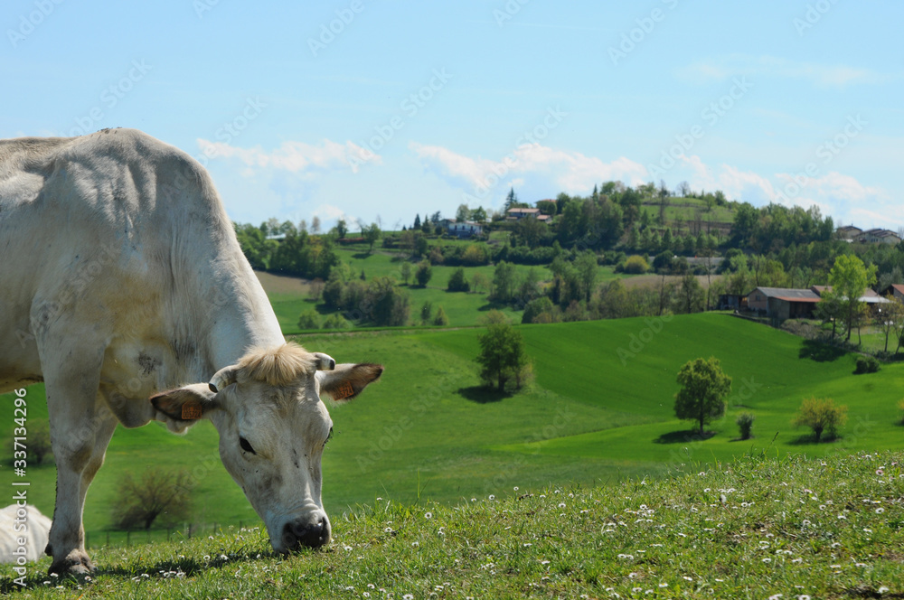 Fototapeta premium MUCCA CON PAESAGGIO