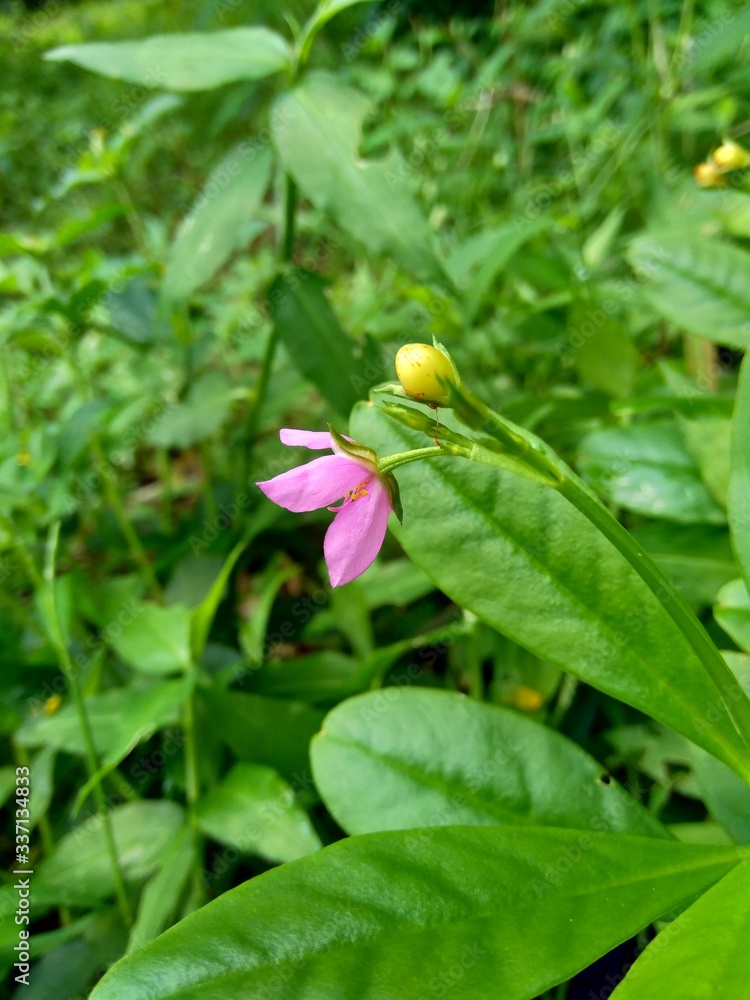 Talinum paniculatum (fame flower, Jewels of Opar, pink baby's breath, ginseng jawa) with natural background Talinum paniculatum (fame flower, Jewels of Opar, pink baby's breath, ginseng jawa) with natural background