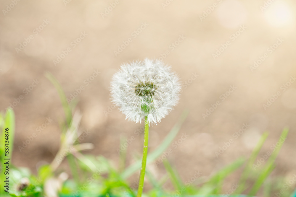 Photo of a dandelion. Taraxacum erythrospermum