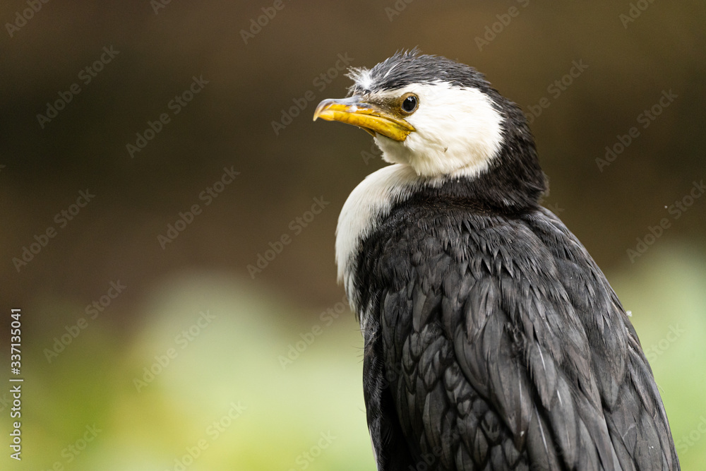 Obraz premium Little shag sitting on a fence