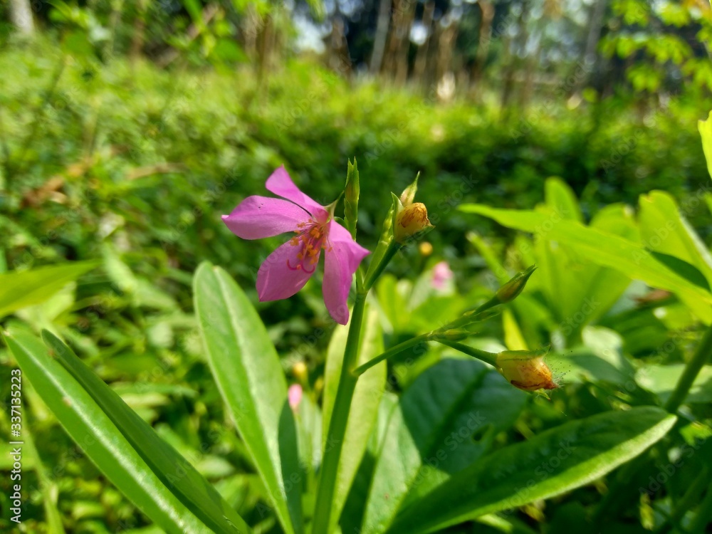 Talinum paniculatum (fame flower, Jewels of Opar, pink baby's breath, ginseng jawa) with natural background Talinum paniculatum (fame flower, Jewels of Opar, pink baby's breath, ginseng jawa) with natural background