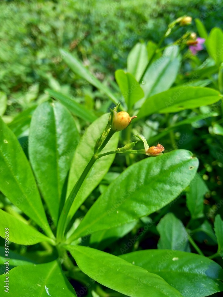 Talinum paniculatum (fame flower, Jewels of Opar, pink baby's breath, ginseng jawa) with natural background Talinum paniculatum (fame flower, Jewels of Opar, pink baby's breath, ginseng jawa) with natural background