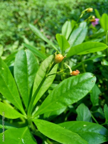 Talinum paniculatum (fame flower, Jewels of Opar, pink baby's breath, ginseng jawa) with natural background