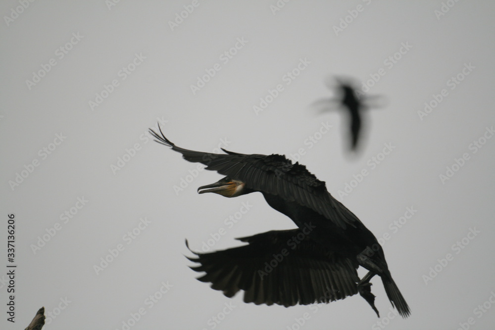 Fototapeta premium Pygmy cormorant (Microcarbo pygmaeus) on colony captured in Belarus