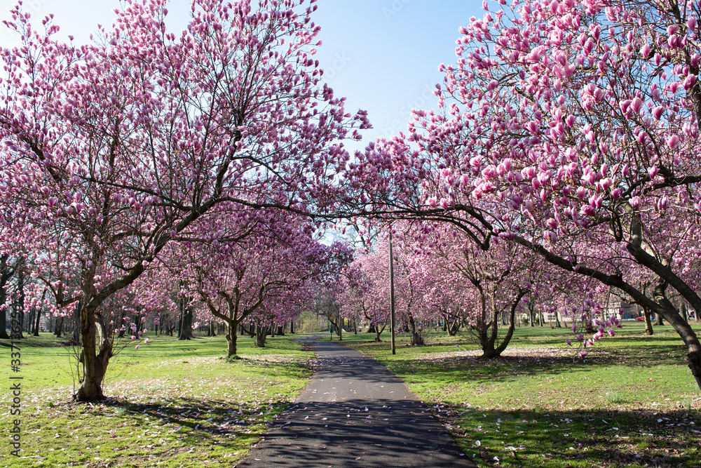 Magnolila trees lining a walkway in full bloom. Magnolila trees lining a walkway in full bloom.